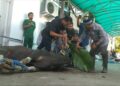 Spesial !!! Direktur PT Pegadaian Eksekusi Sendiri Penyembelihan Hewan Kurban di Kanwil IV Balikpapan