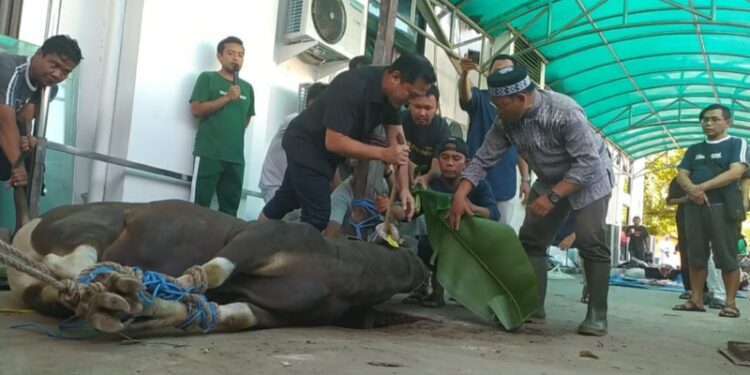 Spesial !!! Direktur PT Pegadaian Eksekusi Sendiri Penyembelihan Hewan Kurban di Kanwil IV Balikpapan