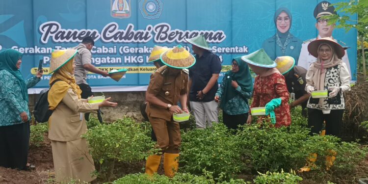 Peringati HKG PKK ke-25, PKK Balikpapan Gelar Aksi Tanam dan Panen Cabai