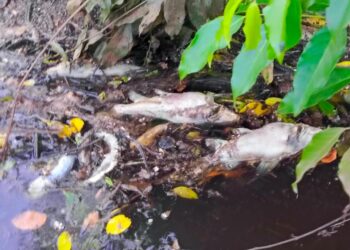 Ditemukan ikan mati di Sungai Tunan Penajam Paser Utara (PPU), Minggu (18/2/2024).