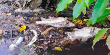 Ditemukan ikan mati di Sungai Tunan Penajam Paser Utara (PPU), Minggu (18/2/2024).