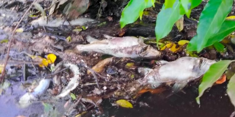 Ditemukan ikan mati di Sungai Tunan Penajam Paser Utara (PPU), Minggu (18/2/2024).