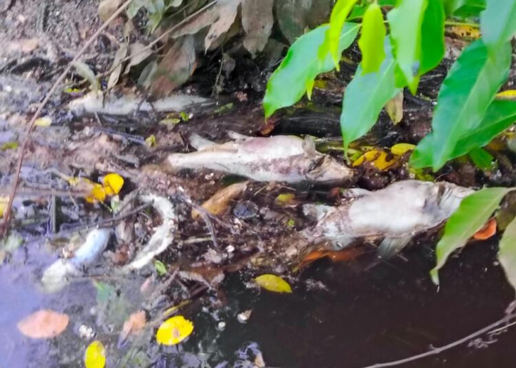 Ditemukan ikan mati di Sungai Tunan Penajam Paser Utara (PPU), Minggu (18/2/2024).