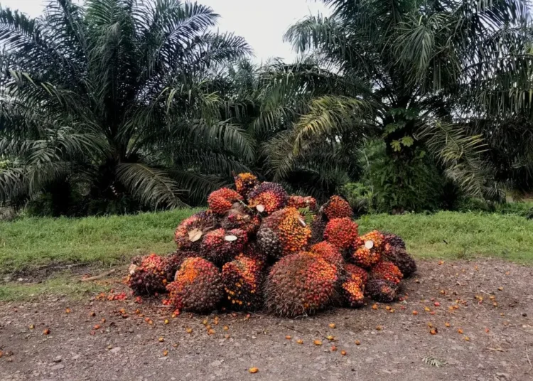 Harga TBS Sawit Kaltim Bergerak Naik