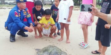 Penyelamatan Penyu Lekang di Balikpapan, Upaya Jaga Kelestarian Satwa Laut