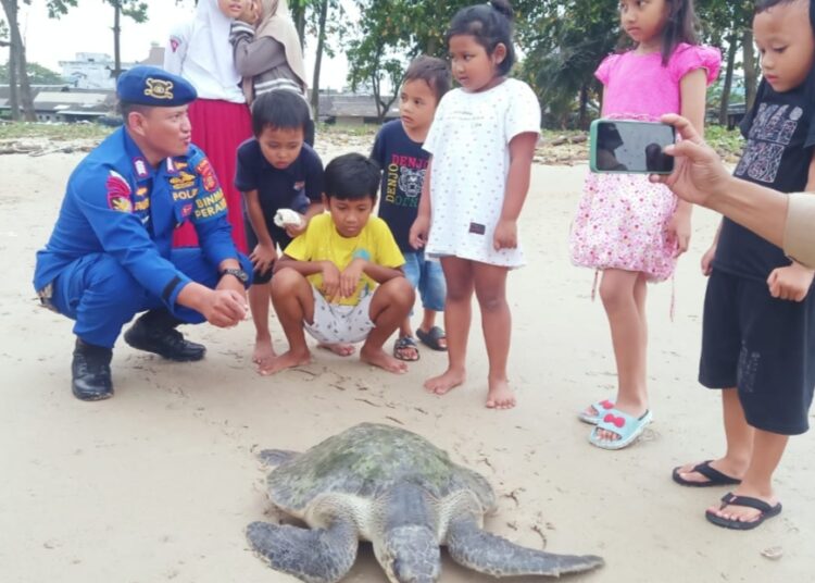 Penyelamatan Penyu Lekang di Balikpapan, Upaya Jaga Kelestarian Satwa Laut