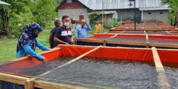 Dinas Perikanan (Diskan) Kabupaten Penajam Paser Utara (PPU) berkomitmen untuk mendukung keberhasilan budidaya ikan di Benuo Taka melalui penyediaan sarana dan prasarana (sarpras) yang memadai. (Foto : istimewa)