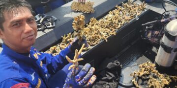Polairud Polda Kaltim Gelar Transplantasi Terumbu Karang untuk Pelestarian Laut
