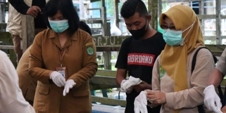 Penanggulangan PMK di Samarinda dengan Penerapan Biosekuriti