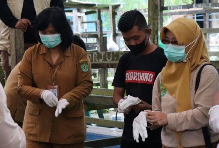 Penanggulangan PMK di Samarinda dengan Penerapan Biosekuriti