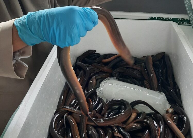 Ekspor Belut Hidup Kaltim Tembus Pasar Tiongkok, Karantina Jamin Standar Internasional