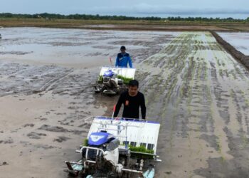 Petani milenial kini dilibatkan dalam program Brigade Pangan (BP) untuk mempercepat tercapainya kemandirian sektor pertanian di wilayah PPU.