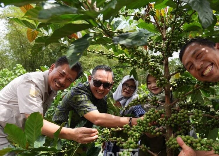 Kopi Liberika Prangat Baru Diproyeksikan Jadi Ikon Baru Ekonomi Kaltim