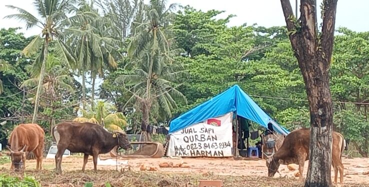 Penjual hewan kurban di kawasan Balikpapan Selatan