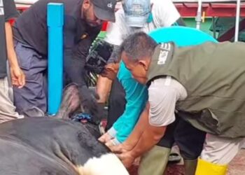 Penyembelihan sapi kurban bantuan Presiden Republik Indonesia, Prabowo Subianto, di Masjid Jami Al Ula