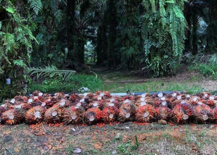 Kenaikan CPO Dongkrak Harga TBS, Petani Sawit Kaltim Sumringah