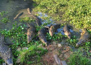 Disporapar Siapkan Konsep Baru Wisata Edukasi di Penangkaran Buaya Teritip