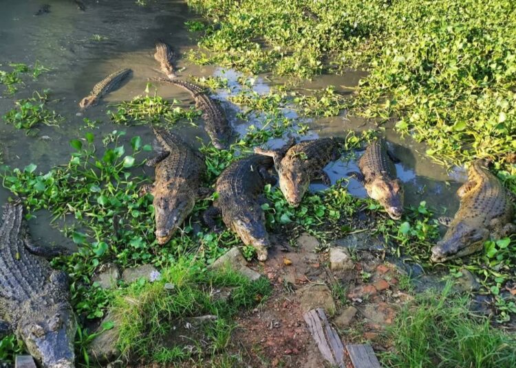 Disporapar Siapkan Konsep Baru Wisata Edukasi di Penangkaran Buaya Teritip