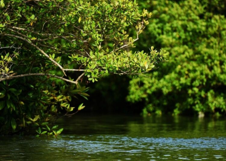 Hutan Mangrove Margomulyo, Wisata Edukasi Alam yang Jadi Daya Tarik Kota Balikpapan