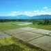 Sawah Terancam Hilang, Pemerintah Berlakukan Pengamanan Tata Ruang