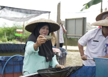 Panen Papuyuh Perdana di Karang Joang, CSR Pertamina Perkuat Pangan Lokal Balikpapan