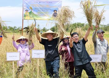 Panen Perdana Padi Gogo di IKN Tunjukkan Potensi Besar Pertanian Masa Depan