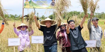 Panen Perdana Padi Gogo di IKN Tunjukkan Potensi Besar Pertanian Masa Depan