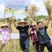 Panen Perdana Padi Gogo di IKN Tunjukkan Potensi Besar Pertanian Masa Depan