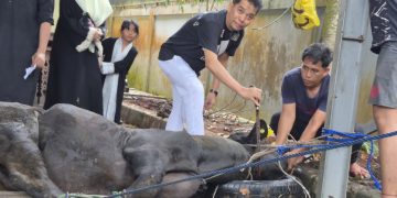 Ketua DPRD Balikpapan Kurban Lima Sapi, Daging Dibagikan untuk Warga Kurang Mampu