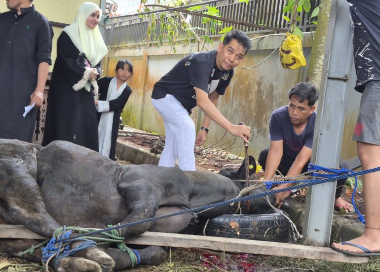 Ketua DPRD Balikpapan Kurban Lima Sapi, Daging Dibagikan untuk Warga Kurang Mampu