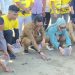 Rahmad Mas’ud Apresiasi JMSI Balikpapan, Pelepasan 80 Tukik di Pantai DEB Jadi Simbol Penyelamatan Ekosistem Laut