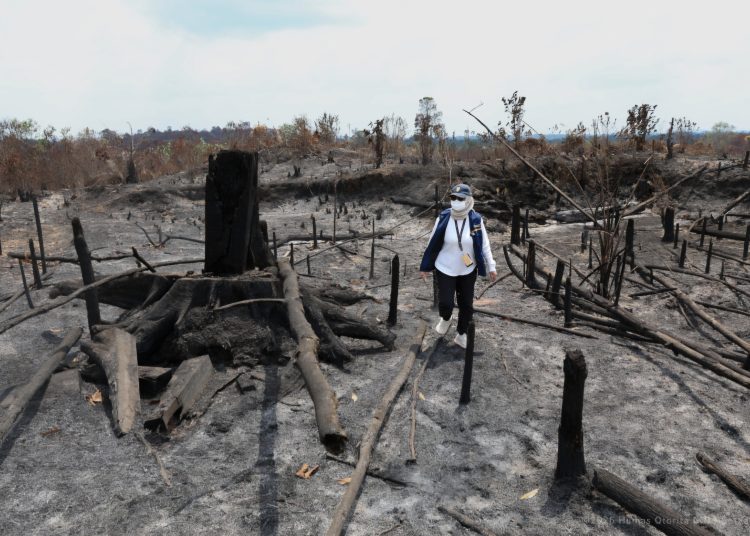 Tahura Bukit Soeharto Terbakar, Otorita IKN Temukan Jejak Pembukaan Lahan