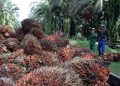 Harga TBS Sawit Kaltim Turun, Petani Terima Rp 3.542 per Kilogram