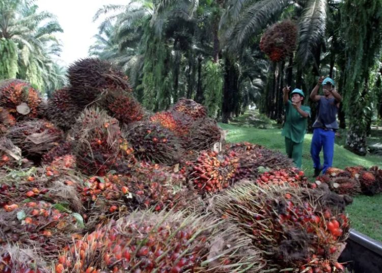 Harga TBS Sawit Kaltim Turun, Petani Terima Rp 3.542 per Kilogram