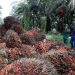 Harga TBS Sawit Kaltim Turun, Petani Terima Rp 3.542 per Kilogram